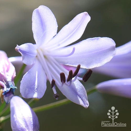 Agapanthus Streamline 13 Agapanthus Streamline - Image 11