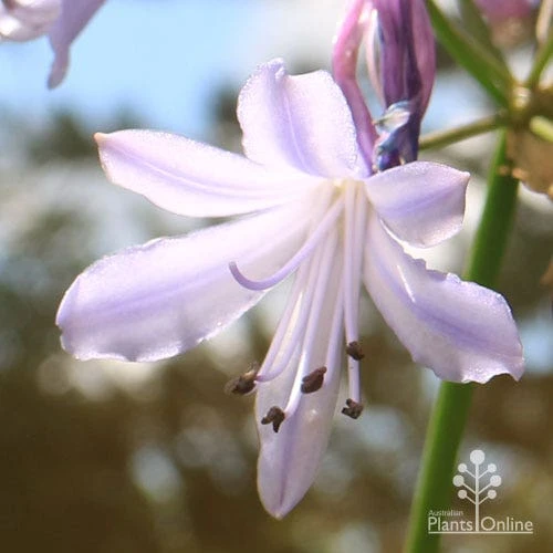 Agapanthus Streamline 16 Agapanthus Streamline - Image 14