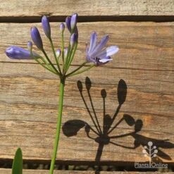 Agapanthus Streamline 29 Agapanthus Streamline -Plant Sale Store apo streamline flower shadow