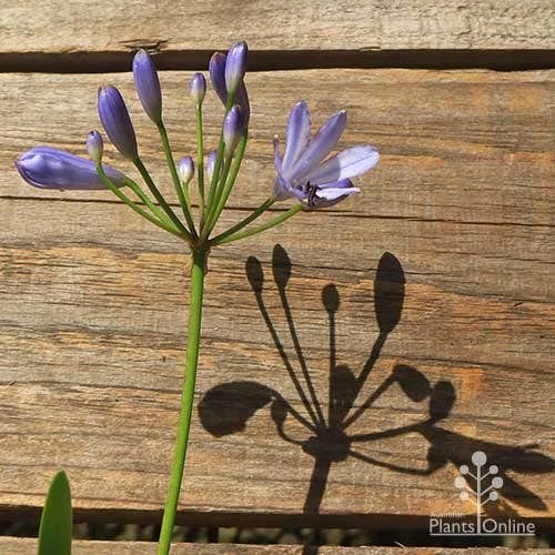 Agapanthus Streamline 15 Agapanthus Streamline - Image 13