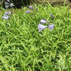 Agapanthus Streamline 31 Agapanthus Streamline -Plant Sale Store apo streamline plants