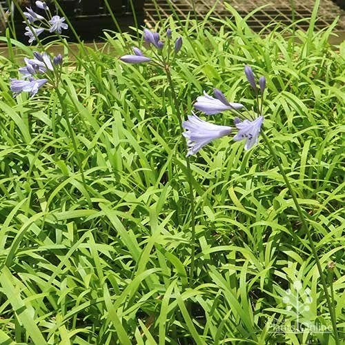 Agapanthus Streamline 17 Agapanthus Streamline - Image 15