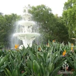 Strelitzia Reginae - Bird Of Paradise -Plant Sale Store apo strelitzia carlton gardens