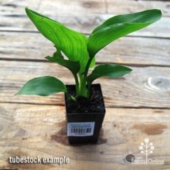 Strelitzia Reginae - Bird Of Paradise -Plant Sale Store apo strelitzia tubestock top