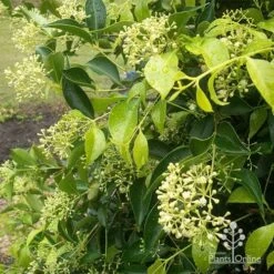 Plant Sale Store 28 Acmena Sublime