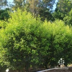 Acmena Sublime 17 Acmena Sublime -Plant Sale Store apo sublime hedge nursery