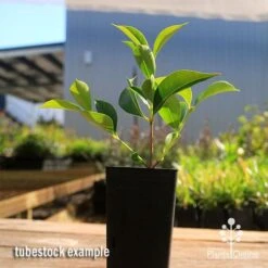 Acmena Sublime 16 Acmena Sublime -Plant Sale Store apo sublime tubestock smaller