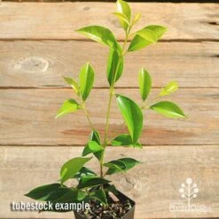 Acmena Sublime 13 Acmena Sublime -Plant Sale Store apo sublime tubestock top