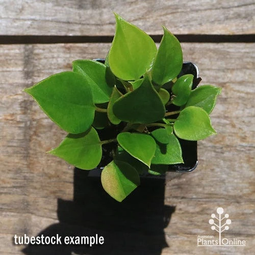 Anthurium Success Red 4 Anthurium Success Red - Image 2