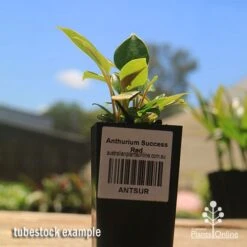 Anthurium Success Red 13 Anthurium Success Red -Plant Sale Store apo success red anthurium tubestock small