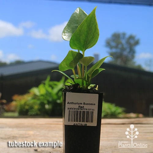 Anthurium Success Red 7 Anthurium Success Red - Image 5