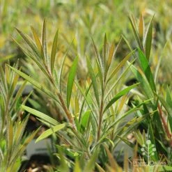 Callistemon Summer Days™ 13 Callistemon Summer Days™ -Plant Sale Store apo summer days callistemon foliage