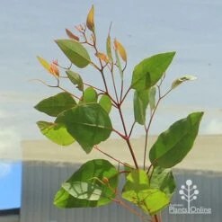 Eucalyptus Summer Scentsation - Flowering Gum 10 Eucalyptus Summer Scentsation - Flowering Gum -Plant Sale Store apo summer scentsation foliage