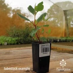 Eucalyptus Summer Scentsation - Flowering Gum 12 Eucalyptus Summer Scentsation - Flowering Gum -Plant Sale Store apo summer scentsation gum tubestock