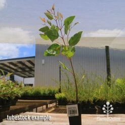 Eucalyptus Summer Scentsation - Flowering Gum 11 Eucalyptus Summer Scentsation - Flowering Gum -Plant Sale Store apo summer scentsation tubestock 1