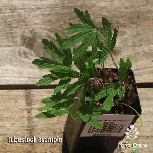 Geranium Summer Skies 4 Geranium Summer Skies - Image 2