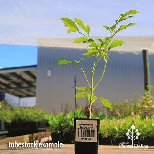 Radermachera Summerscent 5 Radermachera Summerscent - Image 3