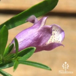 Eremophila Summertime Blue - Emu Bush 14 Eremophila Summertime Blue - Emu Bush -Plant Sale Store apo summertime blue eremophila flower