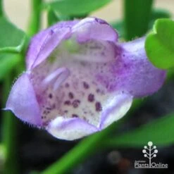 Eremophila Summertime Blue - Emu Bush 17 Eremophila Summertime Blue - Emu Bush -Plant Sale Store apo summertime blue eremophila flower macro