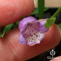 Eremophila Summertime Blue - Emu Bush 15 Eremophila Summertime Blue - Emu Bush -Plant Sale Store apo summertime blue eremophila flower size