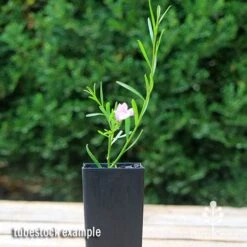 Eremophila Summertime Blue - Emu Bush 16 Eremophila Summertime Blue - Emu Bush -Plant Sale Store apo summertime blue eremophila tubestock