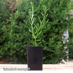 Eremophila Summertime Blue - Emu Bush 12 Eremophila Summertime Blue - Emu Bush -Plant Sale Store apo summertime blue eremophila tubestock2