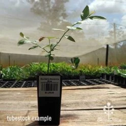 Blueberry Sunshine Blue 22 Blueberry Sunshine Blue -Plant Sale Store apo sunshine blue tubestock side