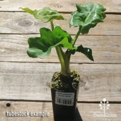Philodendron Super Atom 27 Philodendron Super Atom -Plant Sale Store apo super atom tubestock chunky top 1