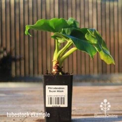 Philodendron Super Atom 16 Philodendron Super Atom -Plant Sale Store apo super atom tubestock side