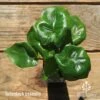Philodendron Super Atom -Plant Sale Store apo super atom tubestock top