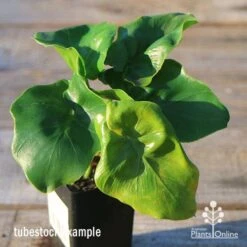 Philodendron Super Atom 20 Philodendron Super Atom -Plant Sale Store apo super atom tubestock top 1