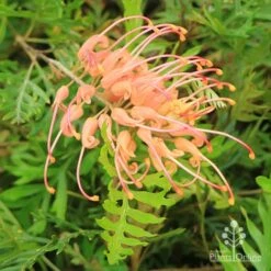 Grevillea Superb 12 Grevillea Superb -Plant Sale Store apo superb grevillea