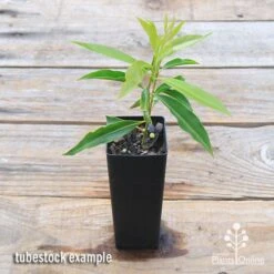 Waterhousea Sweeper - Weeping Lilly Pilly -Plant Sale Store apo sweeper tubetock