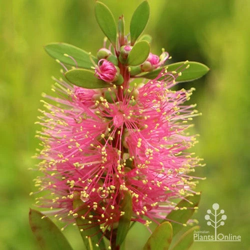 Callistemon Sweet Burst 9 Callistemon Sweet Burst - Image 7