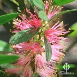 Callistemon Sweet Burst 24 Callistemon Sweet Burst -Plant Sale Store apo sweet burst flower ant