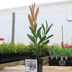 Callistemon Sweet Burst 25 Callistemon Sweet Burst -Plant Sale Store apo sweet burst tubestock colour
