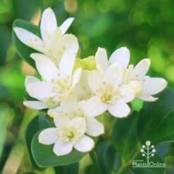 Murraya Sweet Privacy 16 Murraya Sweet Privacy -Plant Sale Store apo sweet privacy flowers