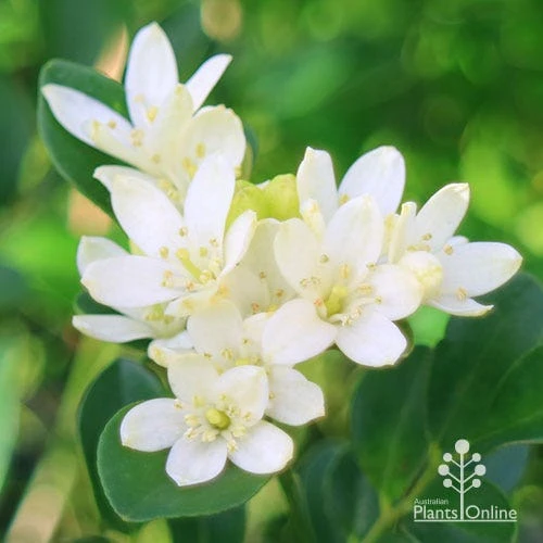 Murraya Sweet Privacy 7 Murraya Sweet Privacy - Image 5