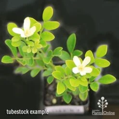 Murraya Sweet Privacy 21 Murraya Sweet Privacy -Plant Sale Store apo sweet privacy isolated