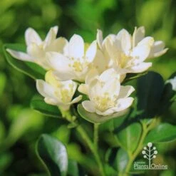 Murraya Sweet Privacy 13 Murraya Sweet Privacy -Plant Sale Store apo sweet privacy murraya flowers