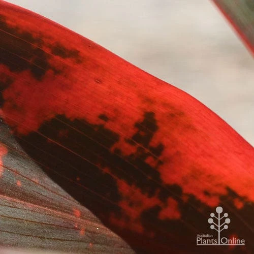 Cordyline Fruticosa Tangelo 15 Cordyline Fruticosa Tangelo - Image 13