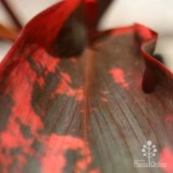 Cordyline Fruticosa Tangelo 22 Cordyline Fruticosa Tangelo -Plant Sale Store apo tangelo leaf close