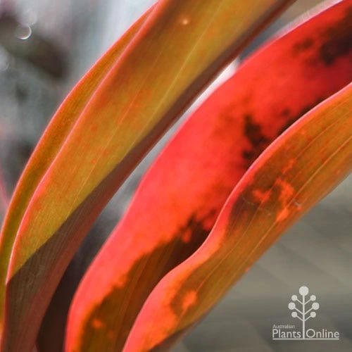 Cordyline Fruticosa Tangelo 4 Cordyline Fruticosa Tangelo - Image 2