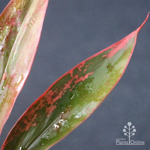 Cordyline Fruticosa Tangelo 12 Cordyline Fruticosa Tangelo - Image 10