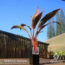 Cordyline Fruticosa Tangelo 23 Cordyline Fruticosa Tangelo -Plant Sale Store apo tangelo tubestock blue sky