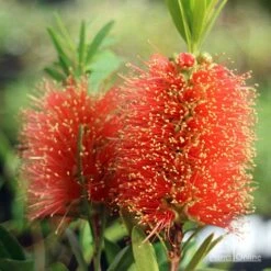 Callistemon Tangerine Dream 18 Callistemon Tangerine Dream -Plant Sale Store apo tangerine dream callistemon