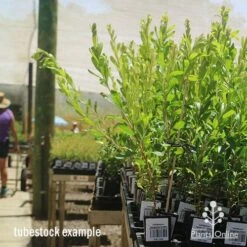 Callistemon Tangerine Dream 16 Callistemon Tangerine Dream -Plant Sale Store apo tangerine dream tall tubestocks