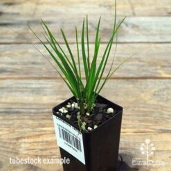 Lomandra Tanika -Plant Sale Store apo tanika tubestock