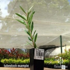 Callistemon Taree Pink -Plant Sale Store apo taree pink tubestock