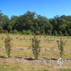 Photinia Thin Red 21 Photinia Thin Red -Plant Sale Store apo thin red nursery hedge 2